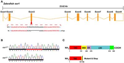 Fertility Enhancement but Premature Ovarian Failure in esr1-Deficient Female Zebrafish